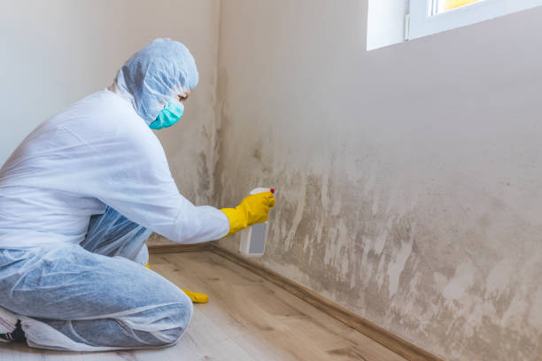 Licensed Mold Remediation service in Vienna, GA - WQB Mold Removal